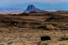 On the road in New Mexico