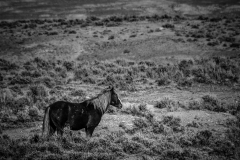 2017.11.08-WildHorses-SandWashBasin.CO-037-HDR-BW