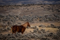 2017.11.08-WildHorses-SandWashBasin.CO-037-HDR