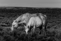 2017.11.08-WildHorses-SandWashBasin.CO-167-BW