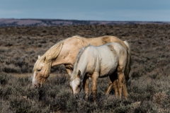 2017.11.08-WildHorses-SandWashBasin.CO-167