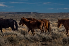 2017.11.08-WildHorses-SandWashBasin.CO-175