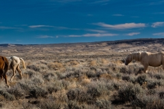 2017.11.08-WildHorses-SandWashBasin.CO-177