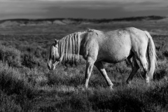 2017.11.08-WildHorses-SandWashBasin.CO-186-BW