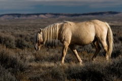 2017.11.08-WildHorses-SandWashBasin.CO-186