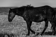 2017.11.08-WildHorses-SandWashBasin.CO-192-BW