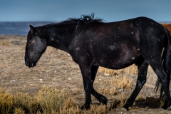 2017.11.08-WildHorses-SandWashBasin.CO-192