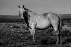 2017.11.08-WildHorses-SandWashBasin.CO-198-BW