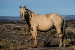 2017.11.08-WildHorses-SandWashBasin.CO-198