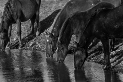 2017.11.08-WildHorses-SandWashBasin.CO-215-BW