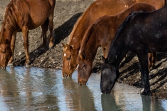 2017.11.08-WildHorses-SandWashBasin.CO-215