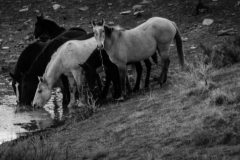 2017.11.08-WildHorses-SandWashBasin.CO-265-BW