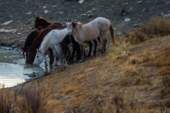 2017.11.08-WildHorses-SandWashBasin.CO-265