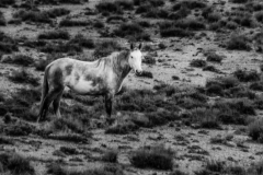 2017.11.08-WildHorses-SandWashBasin.CO-314-BW