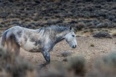 2017.11.08-WildHorses-SandWashBasin.CO-317