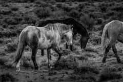 2017.11.08-WildHorses-SandWashBasin.CO-320-BW