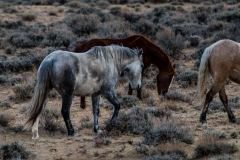 2017.11.08-WildHorses-SandWashBasin.CO-320