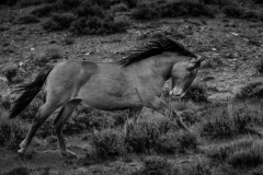 2017.11.08-WildHorses-SandWashBasin.CO-330-BW