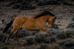 2017.11.08-WildHorses-SandWashBasin.CO-330