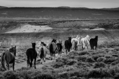 2017.11.08-WildHorses-SandWashBasin.CO-346-BW