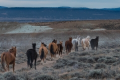 2017.11.08-WildHorses-SandWashBasin.CO-346